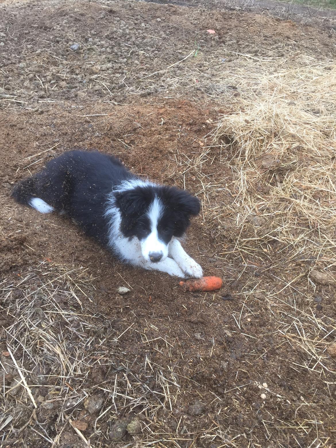 Border collie Grace Canis Can't Deny billede 1