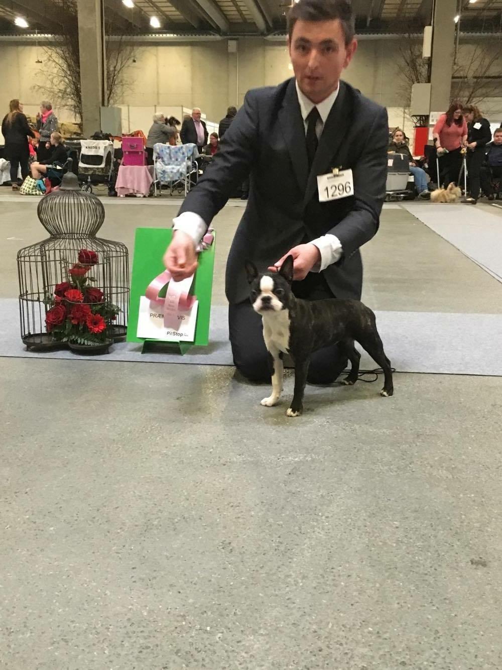 Boston terrier West Lund Diamonds R' Sweet AS Fanta aka Fanta - BIS4 baby på KSS udstilling 20/03-2016. billede 13