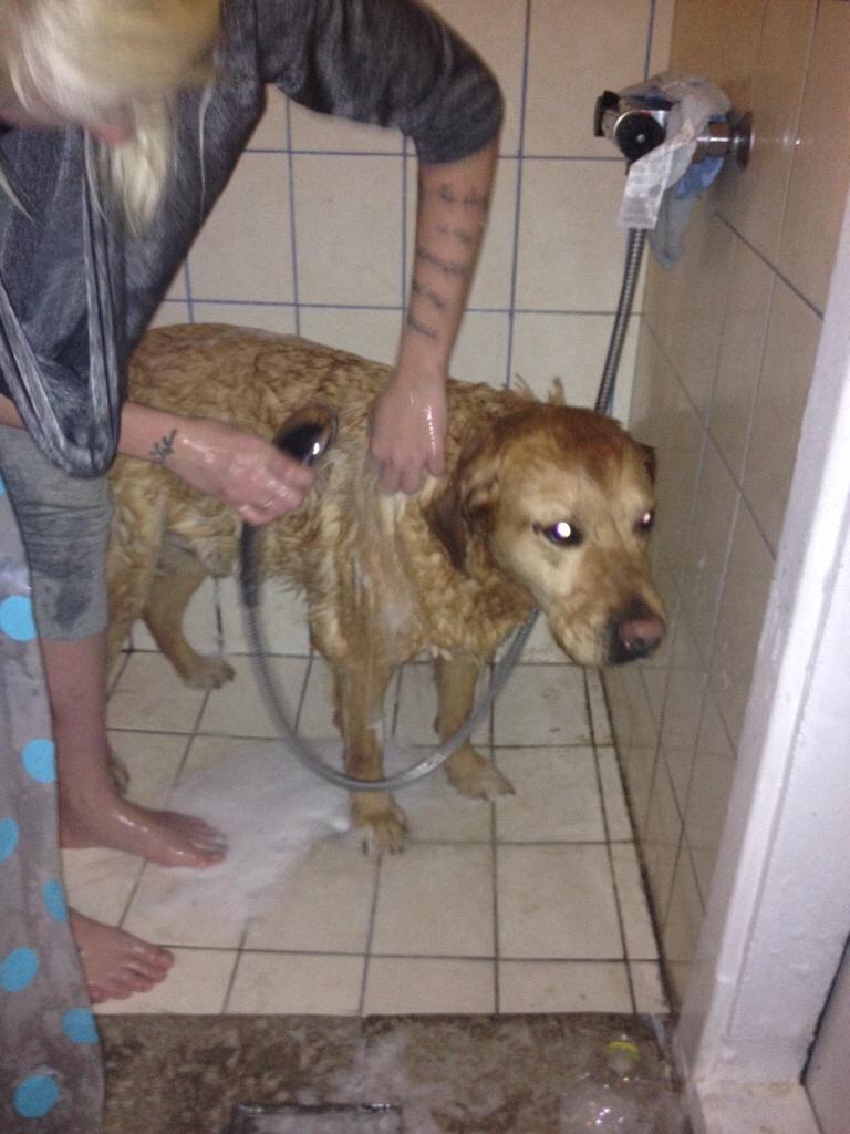 Blanding af racer Diego  billede 13