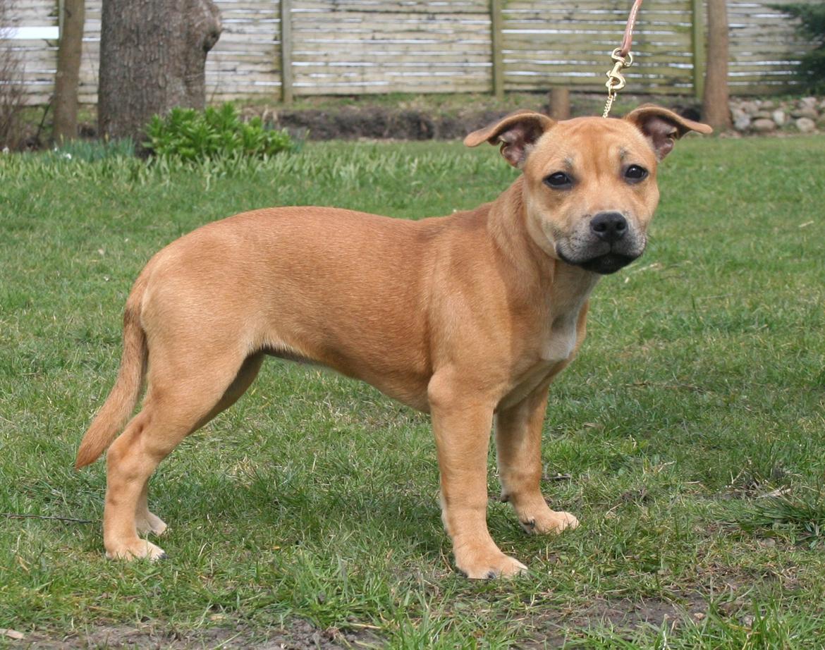 Staffordshire bull terrier Gadfeldt's Crystal of Spring aka Envy billede 18