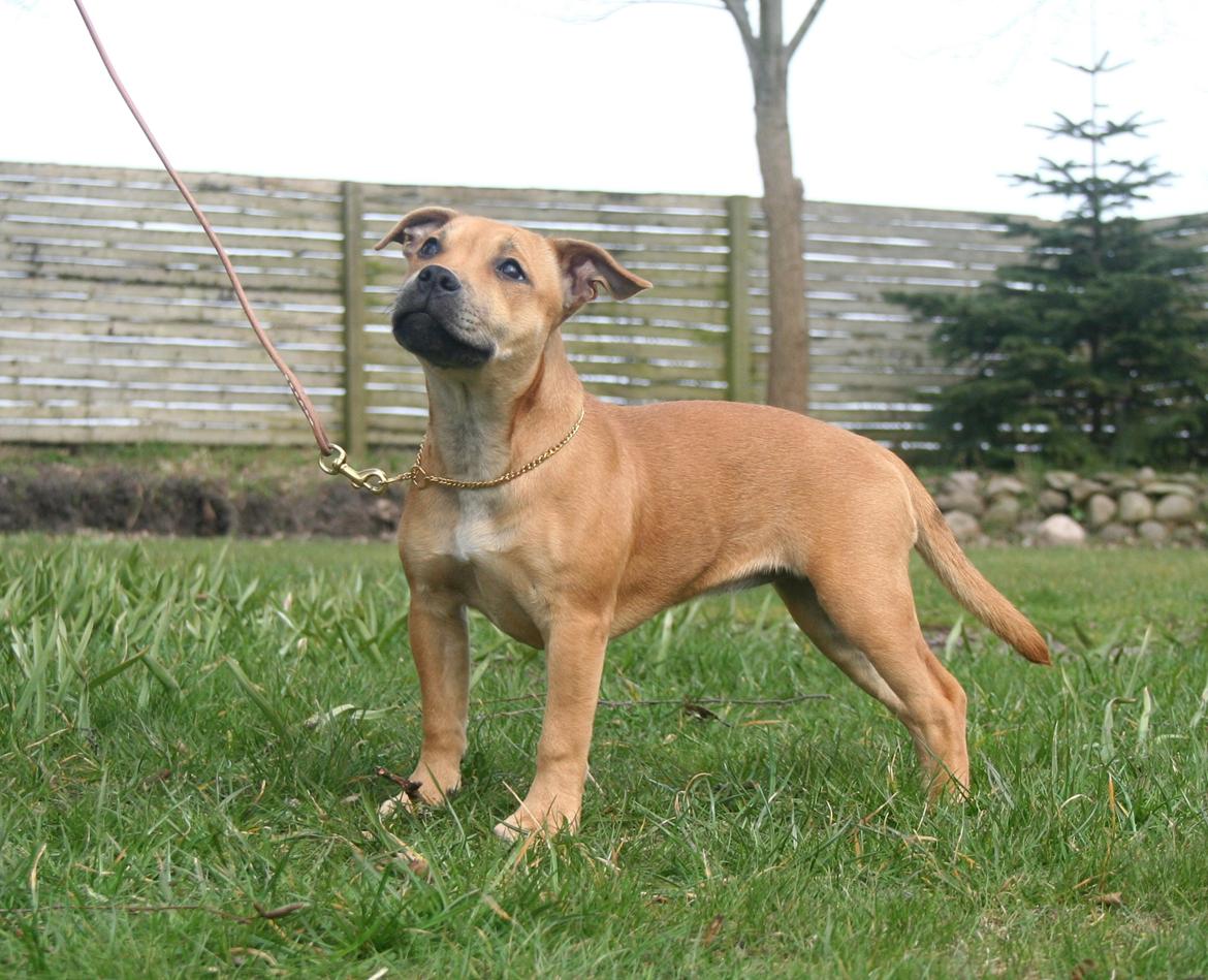 Staffordshire bull terrier Gadfeldt's Crystal of Spring aka Envy billede 20