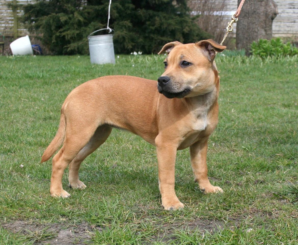 Staffordshire bull terrier Gadfeldt's Crystal of Spring aka Envy billede 19