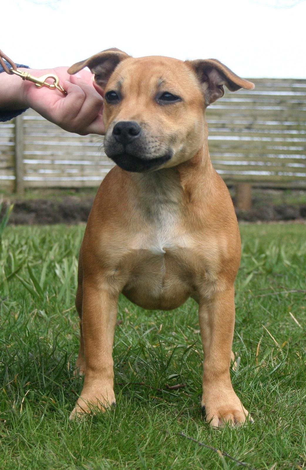 Staffordshire bull terrier Gadfeldt's Crystal of Spring aka Envy billede 21