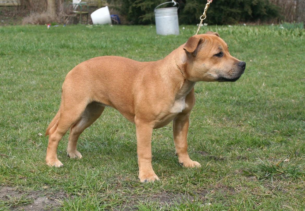Staffordshire bull terrier Gadfeldt's Crystal of Spring aka Envy billede 22