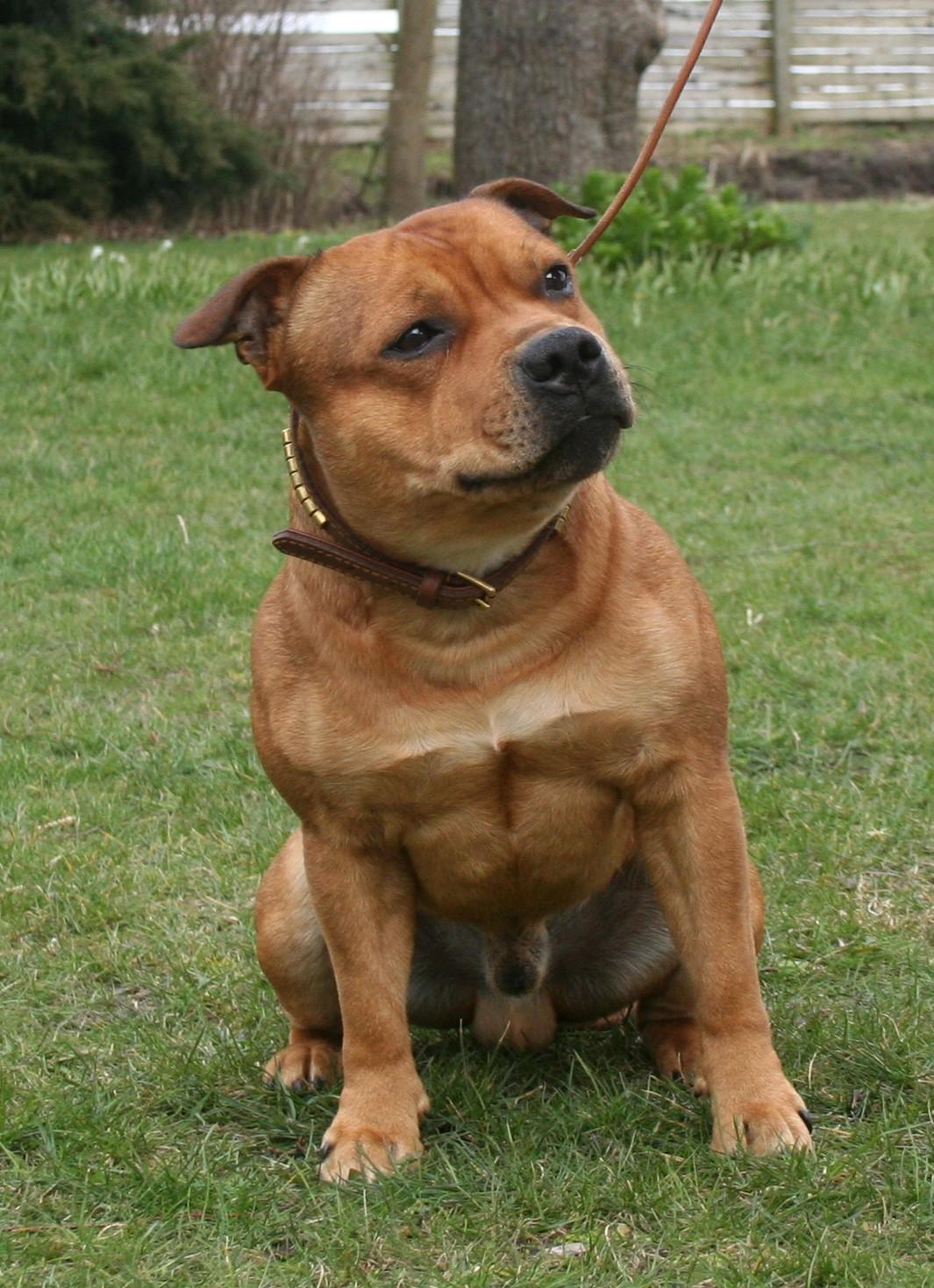 Staffordshire bull terrier Gadfeldts Babbling Magnum aka Toro billede 3