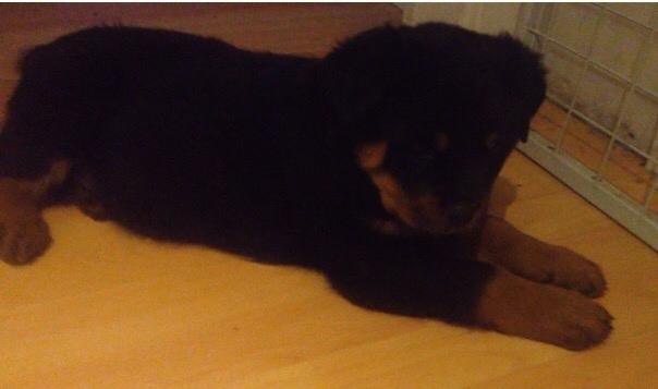 Rottweiler Beet billede 8