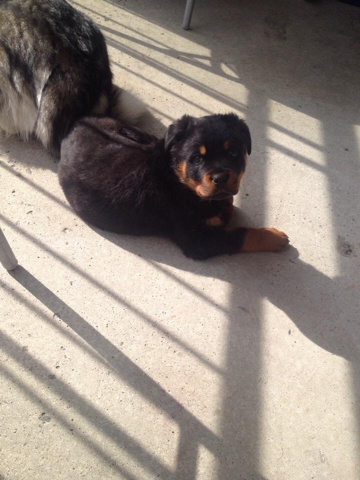 Rottweiler Beet billede 9