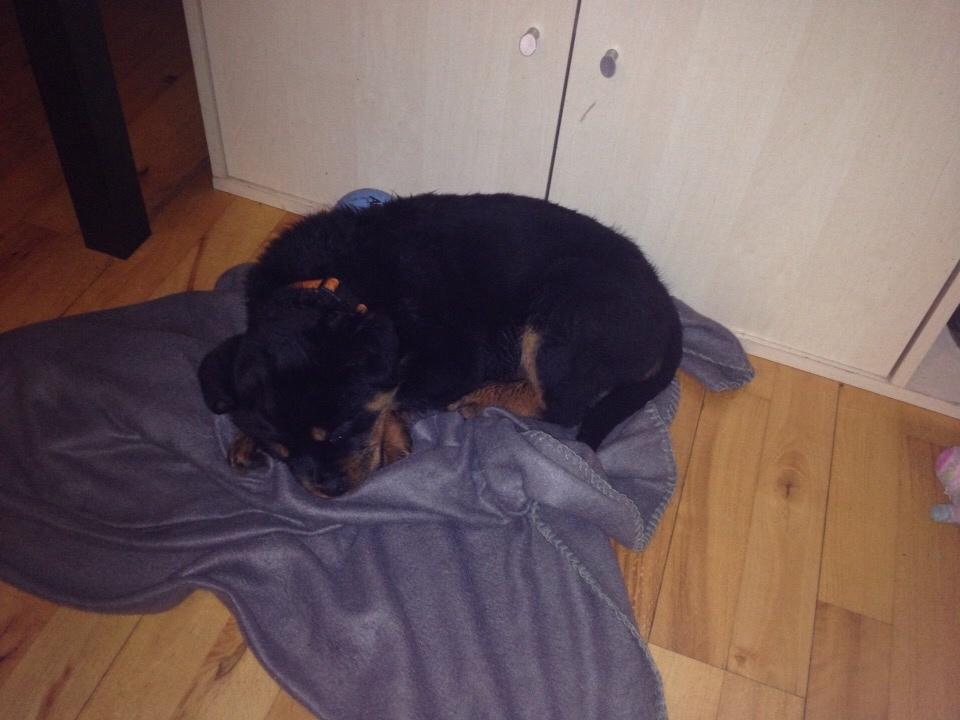 Rottweiler Beet billede 11