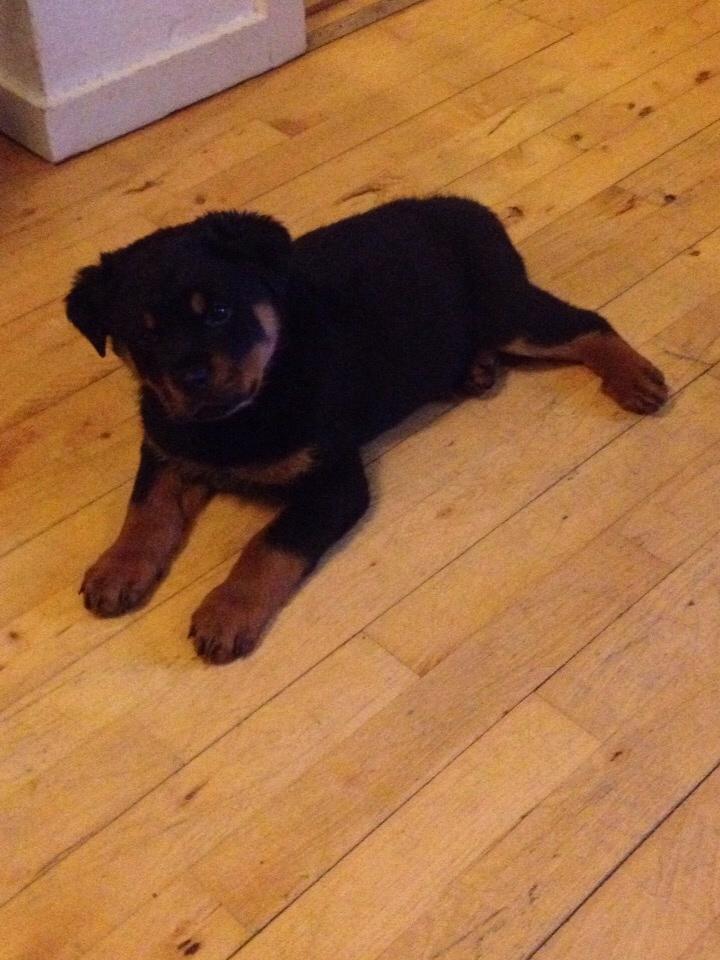 Rottweiler Beet billede 10
