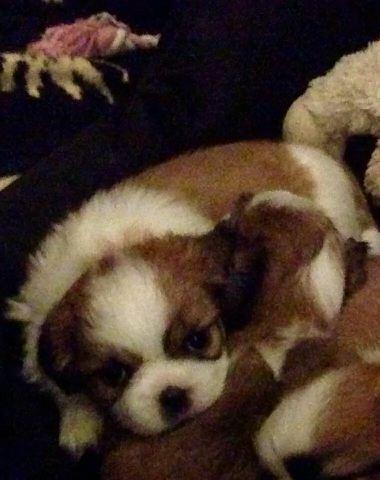 Shih tzu Timon billede 1