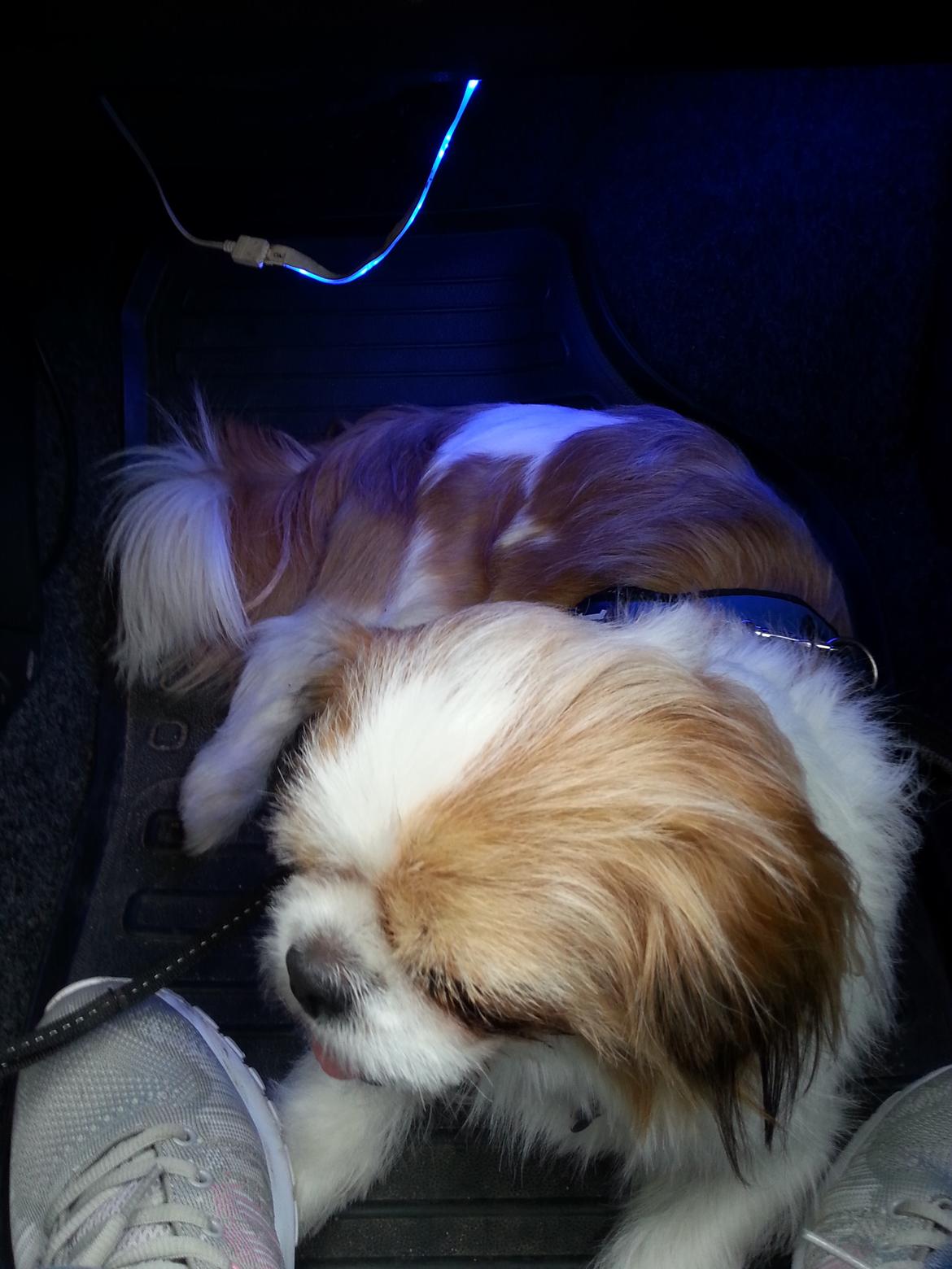 Shih tzu Timon billede 14