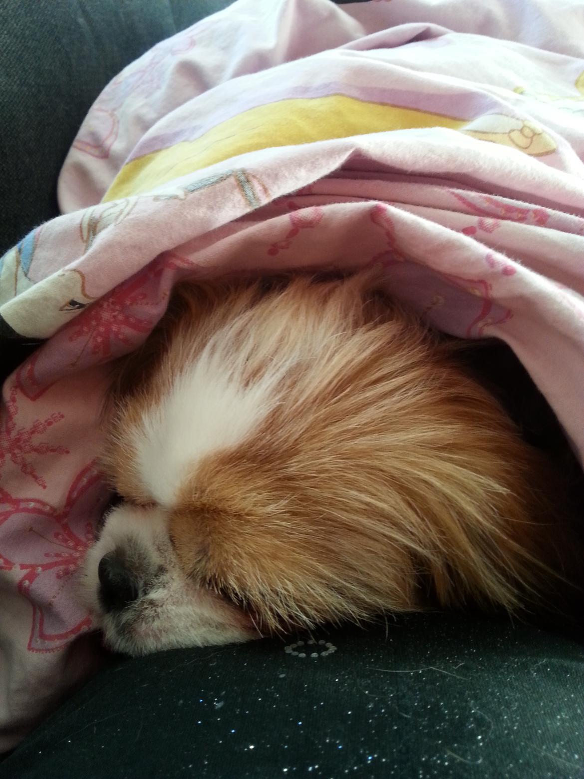 Shih tzu Timon billede 10