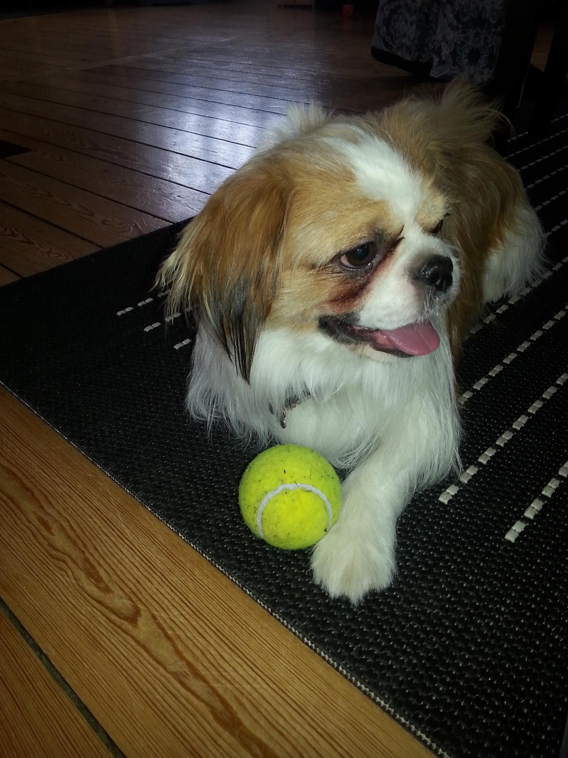 Shih tzu Timon billede 11