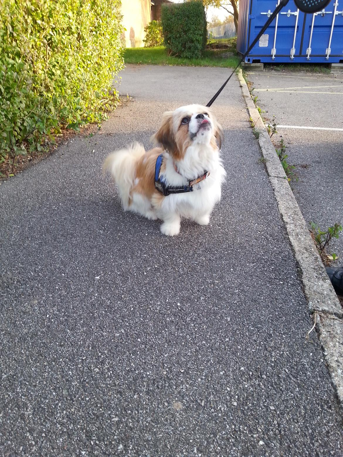 Shih tzu Timon billede 12