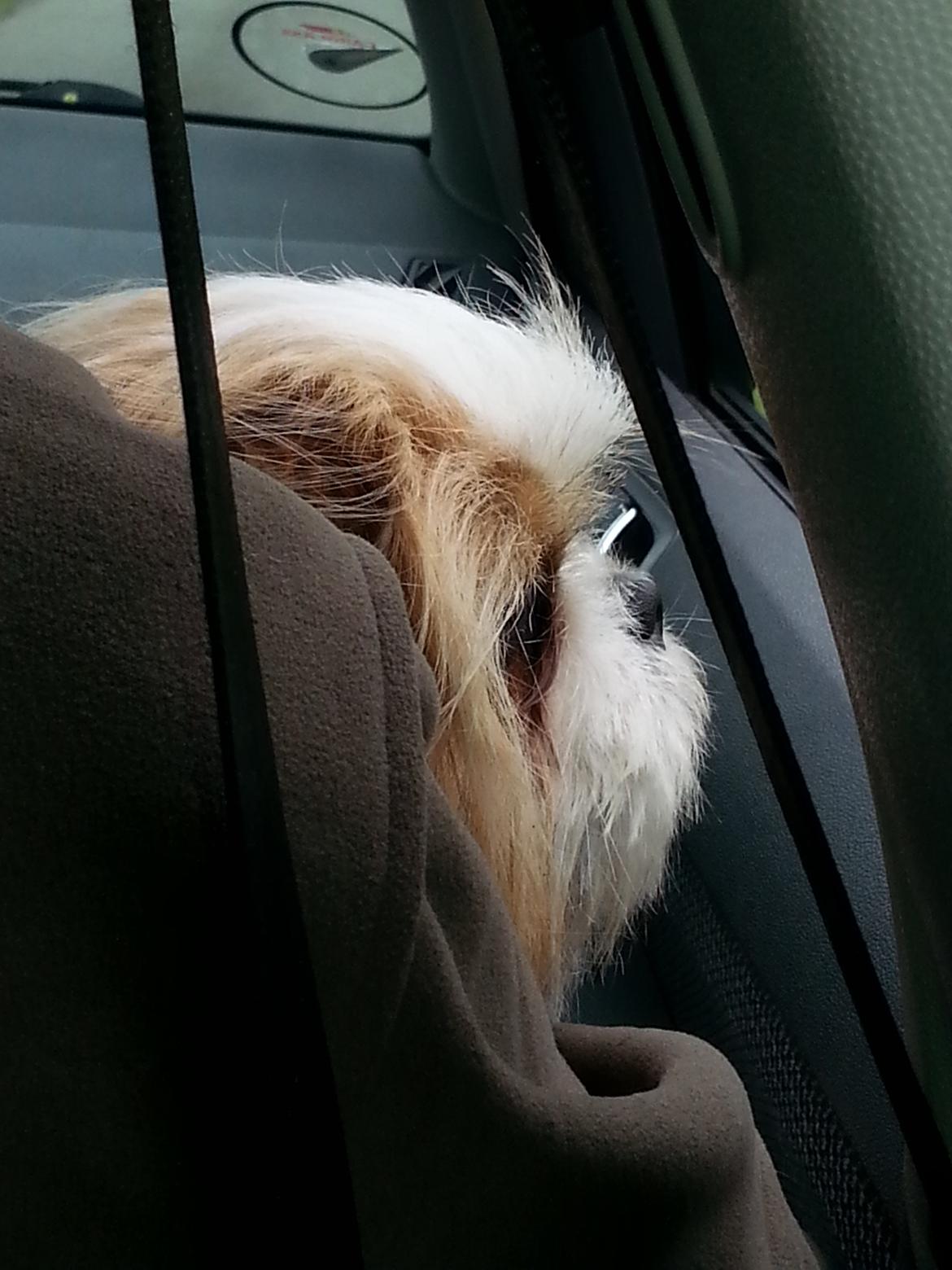 Shih tzu Timon billede 13