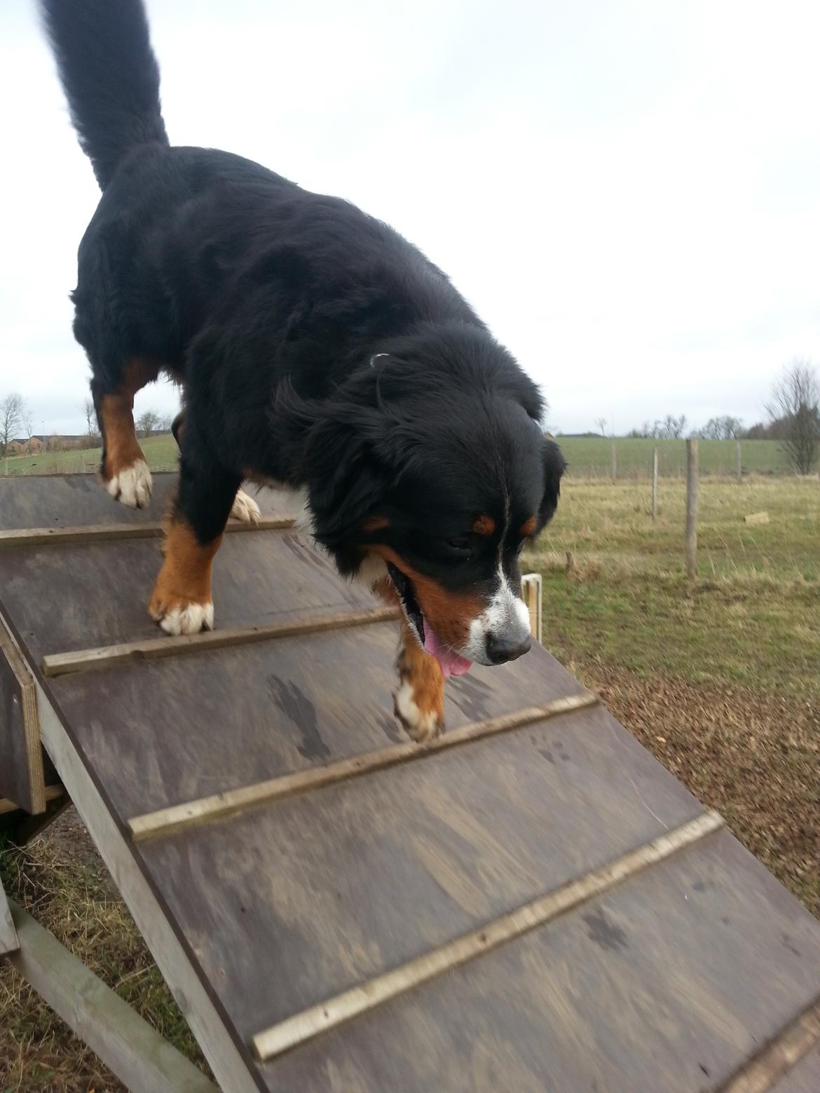 Berner sennenhund Bernermagic's Bumle billede 11