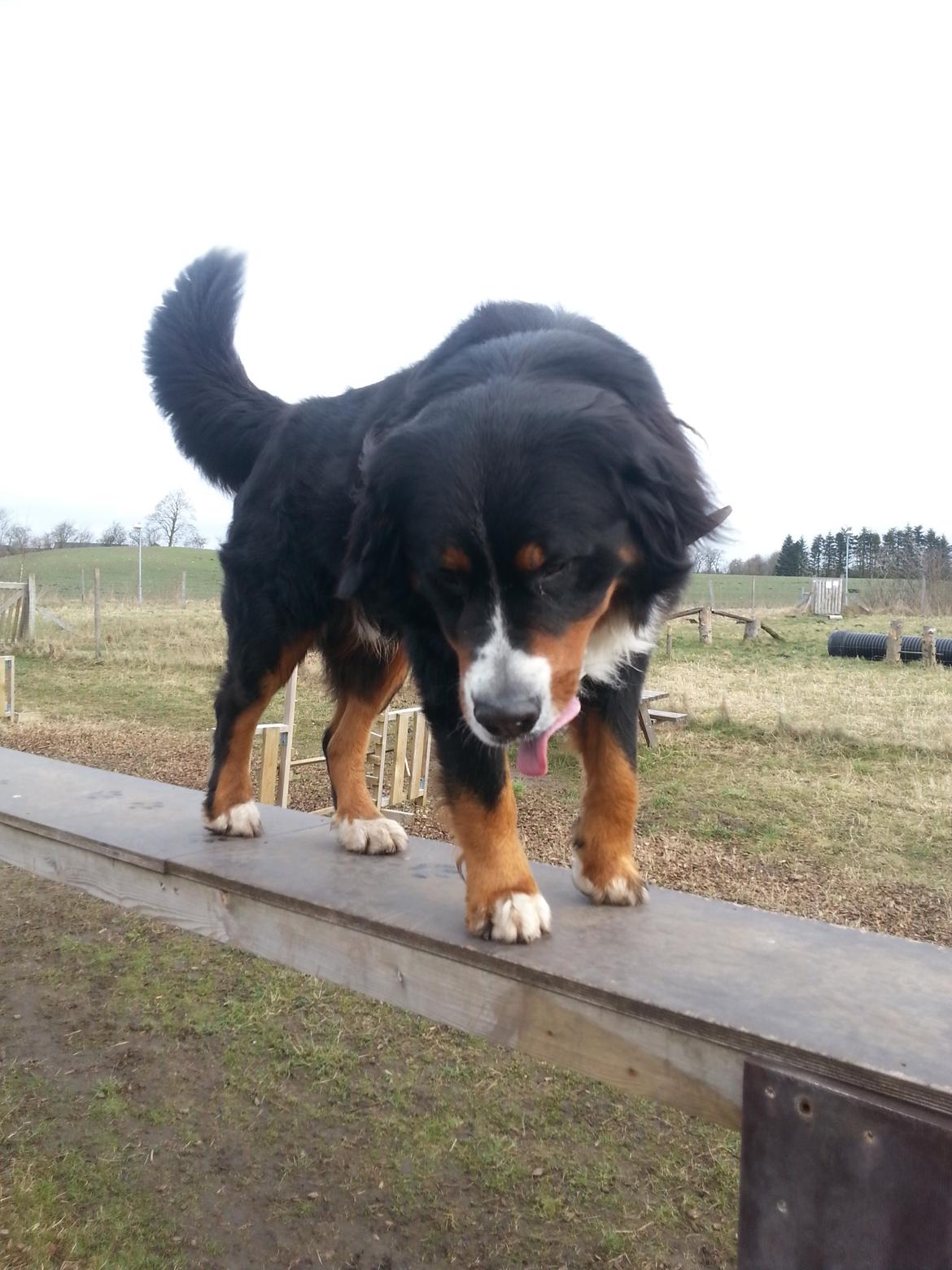 Berner sennenhund Bernermagic's Bumle billede 12