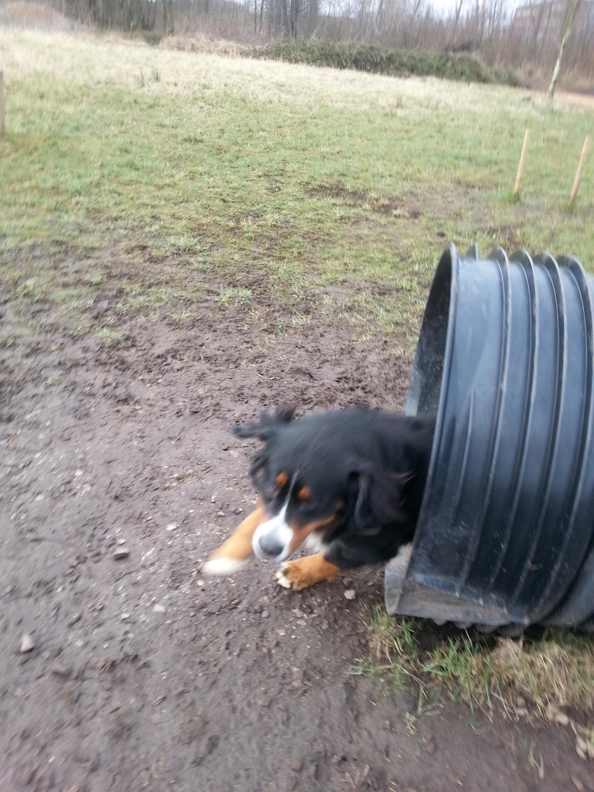 Berner sennenhund Bernermagic's Bumle billede 13