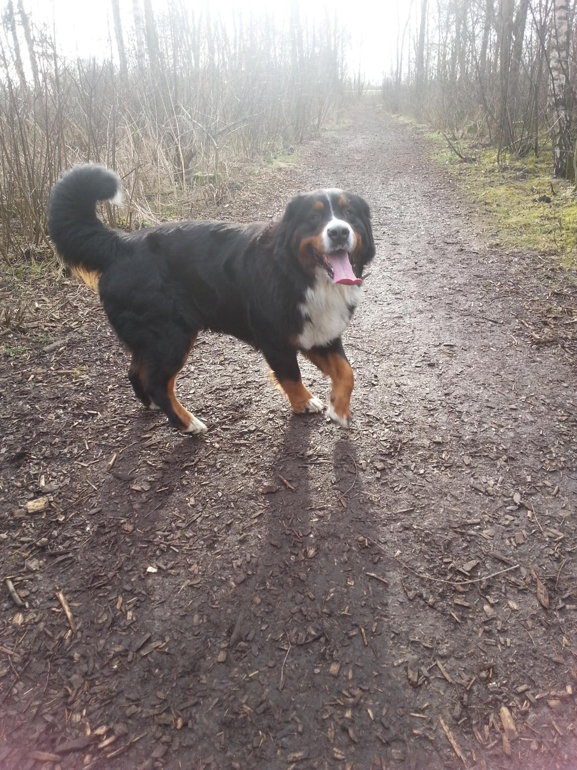 Berner sennenhund Bernermagic's Bumle billede 14
