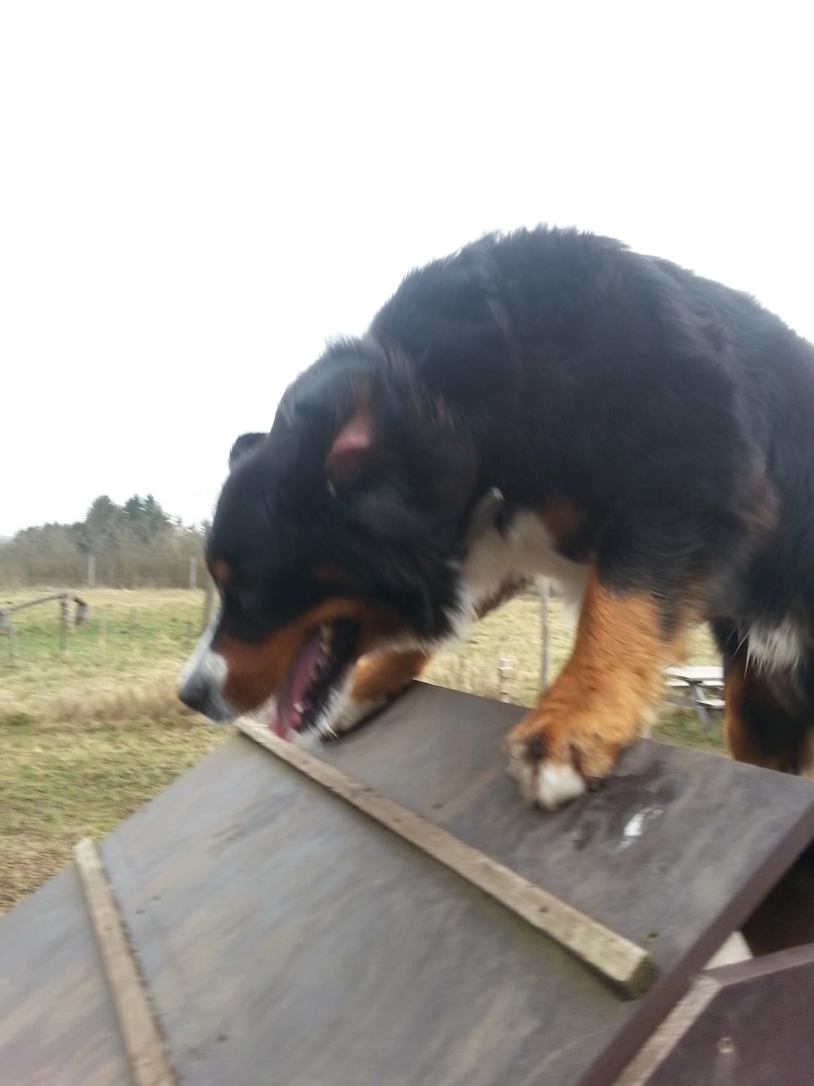 Berner sennenhund Bernermagic's Bumle billede 15