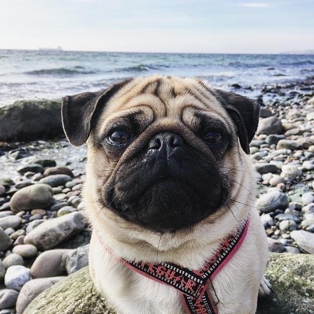 Mops Elvis billede 1