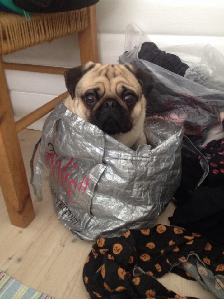 Mops Elvis billede 2