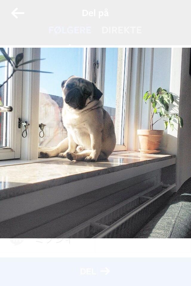 Mops Elvis billede 3