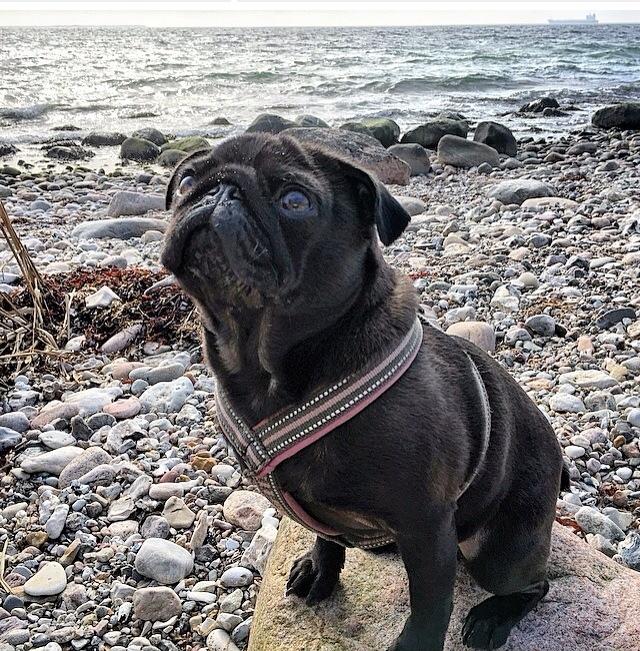 Mops Berta billede 2