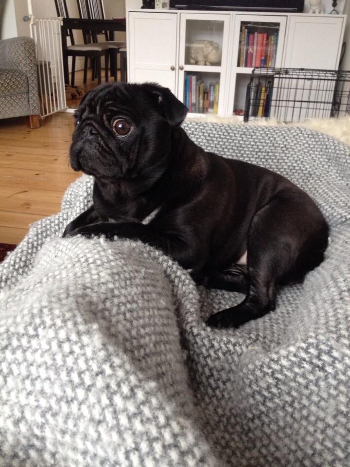 Mops Berta billede 4
