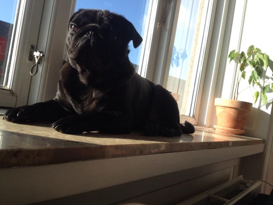 Mops Berta billede 3