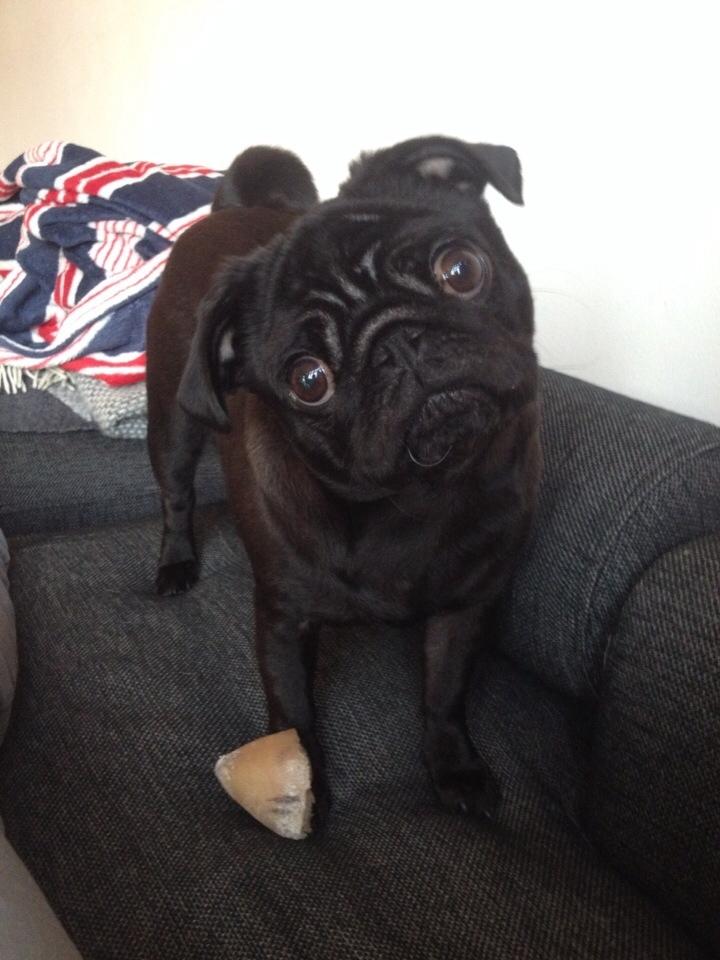 Mops Berta billede 5