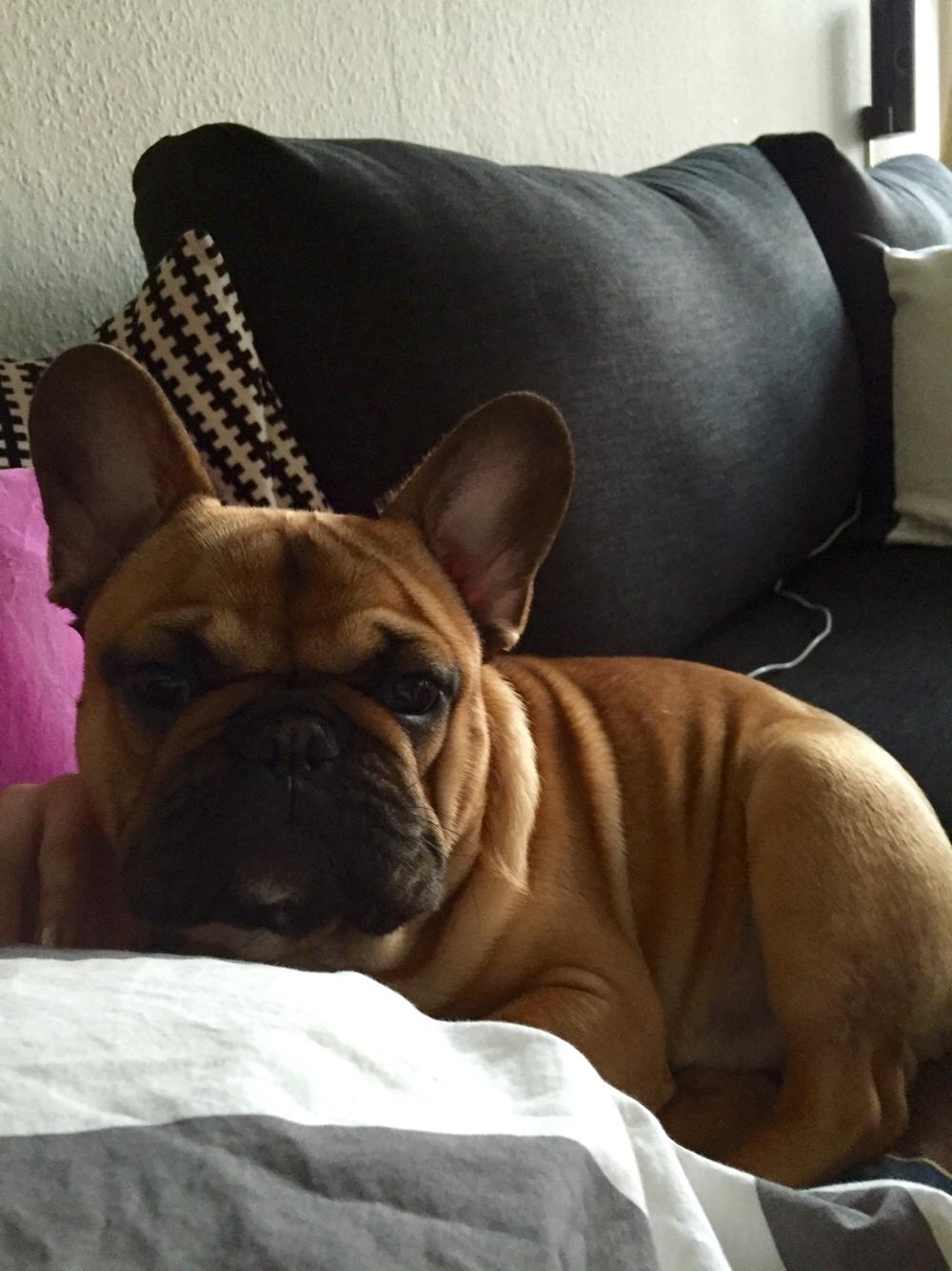 Fransk bulldog Uffe (Helvedeshunden fra Mordor) billede 4