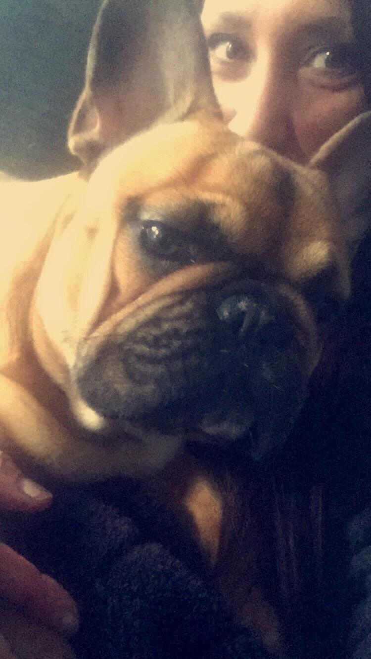 Fransk bulldog Uffe (Helvedeshunden fra Mordor) billede 6