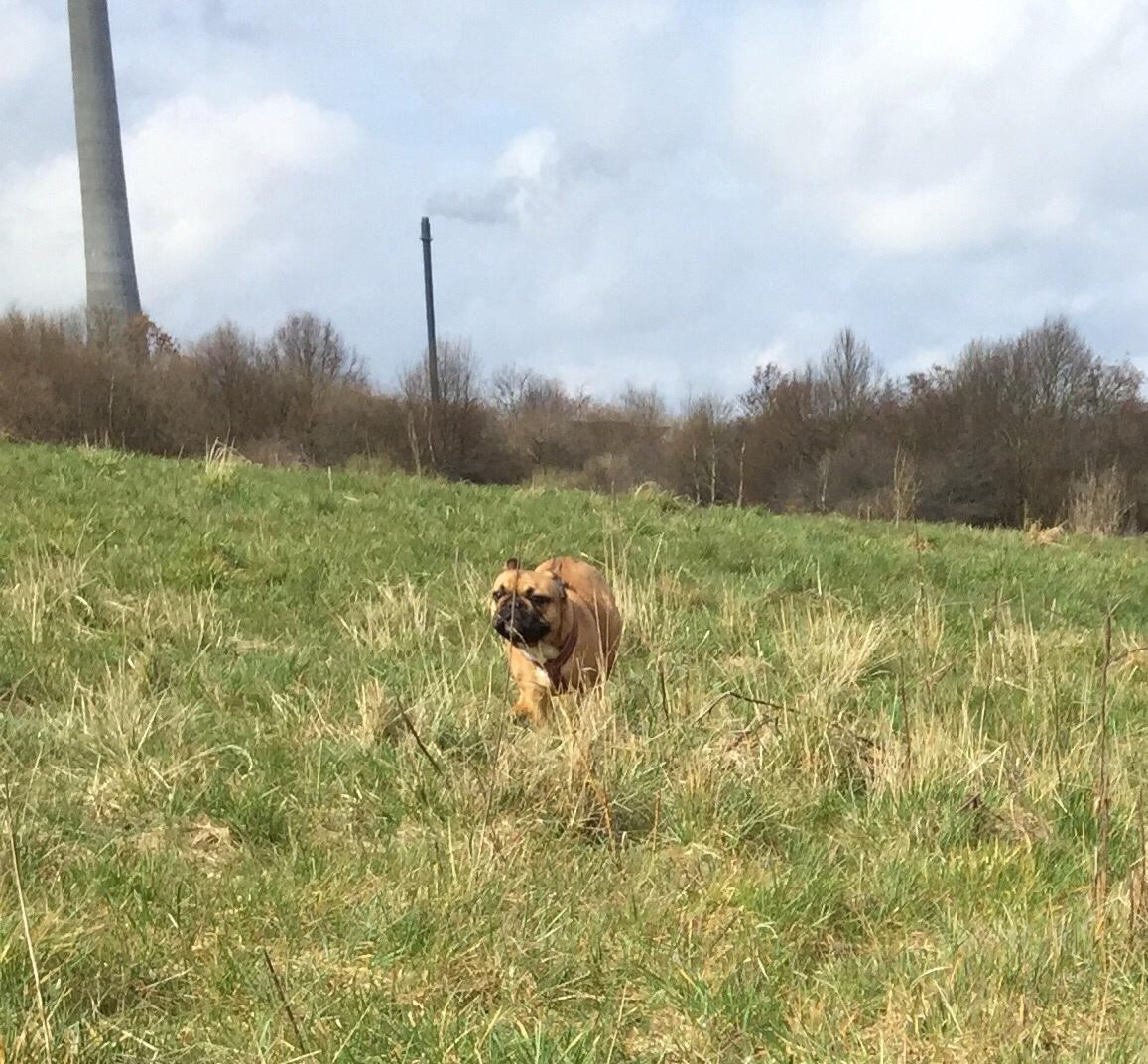 Fransk bulldog Uffe (Helvedeshunden fra Mordor) billede 7