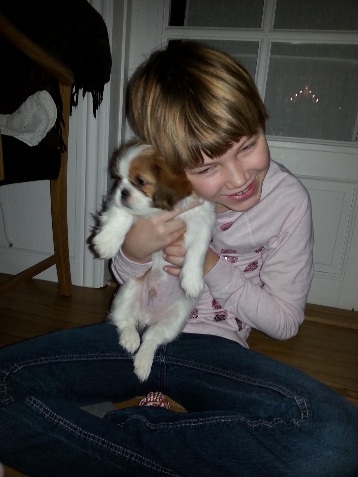 Shih tzu Timon billede 3