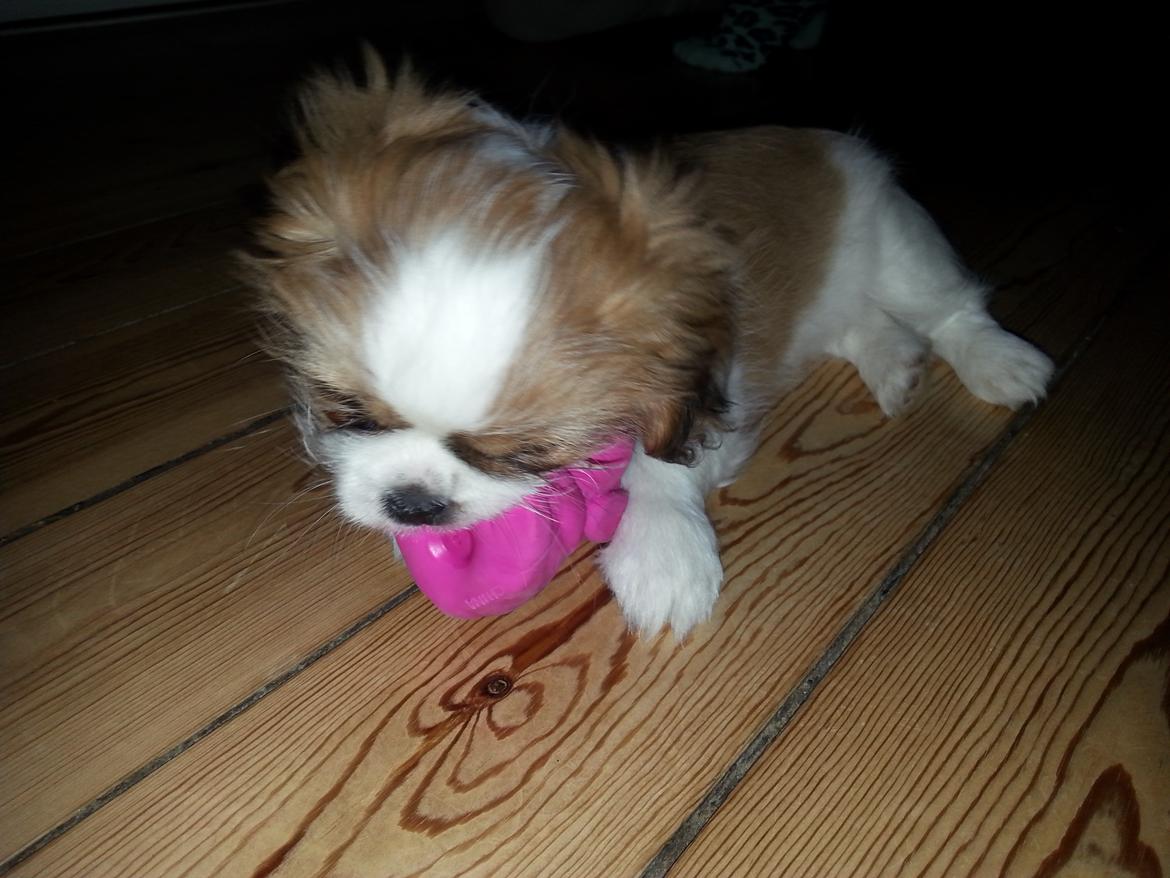 Shih tzu Timon billede 7