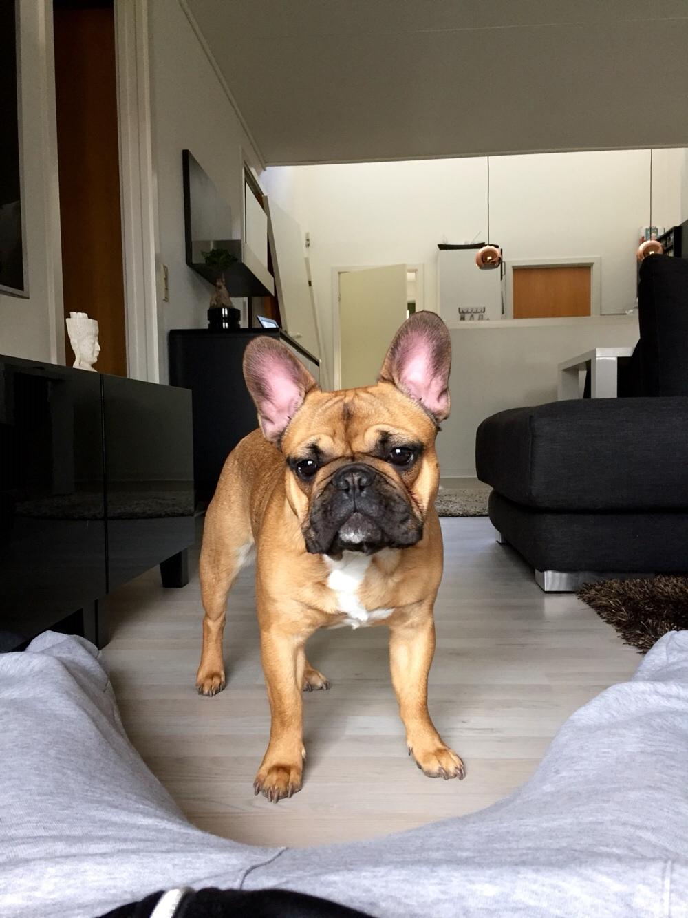Fransk bulldog Uffe (Helvedeshunden fra Mordor) billede 9