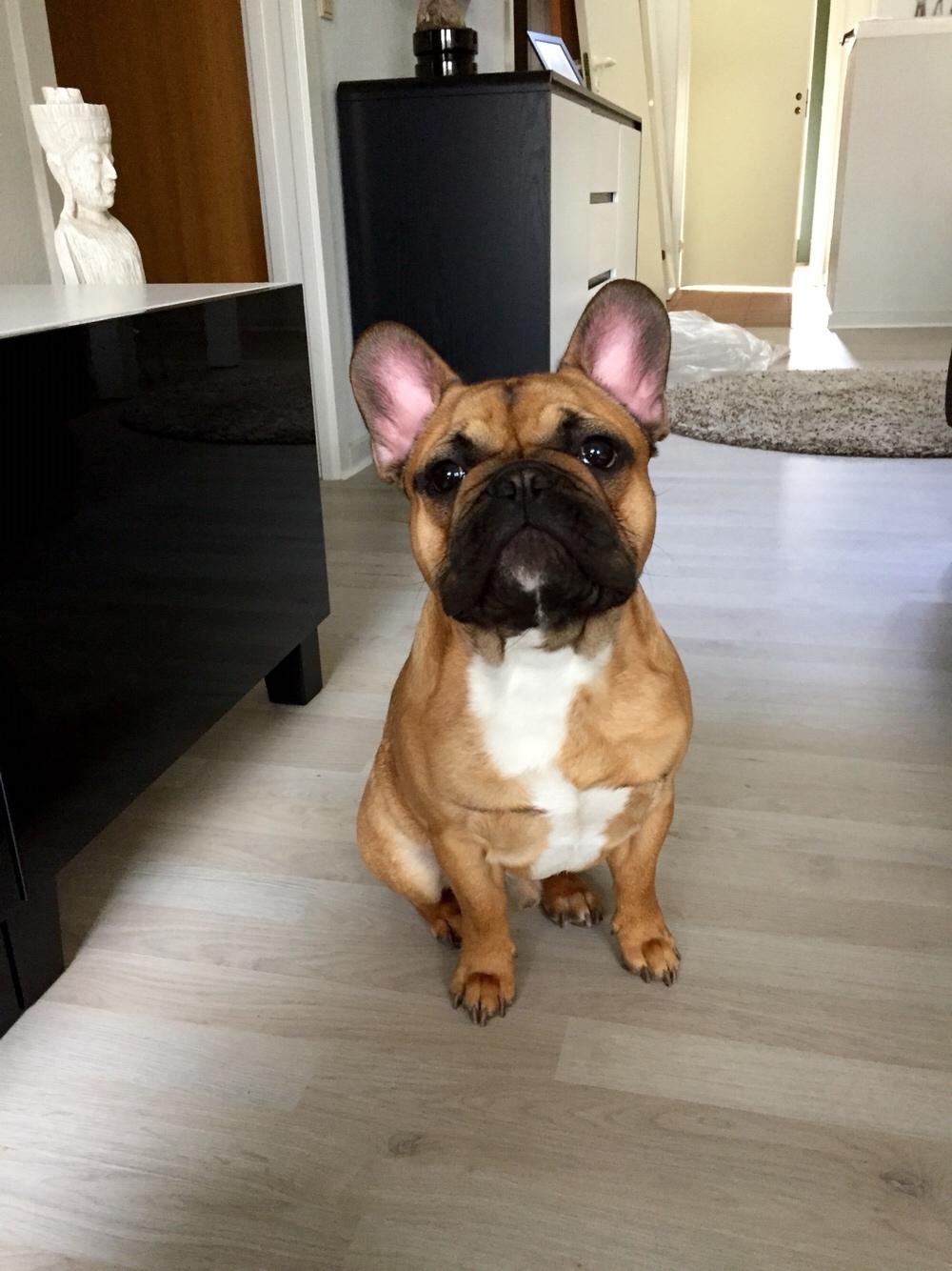 Fransk bulldog Uffe (Helvedeshunden fra Mordor) billede 10