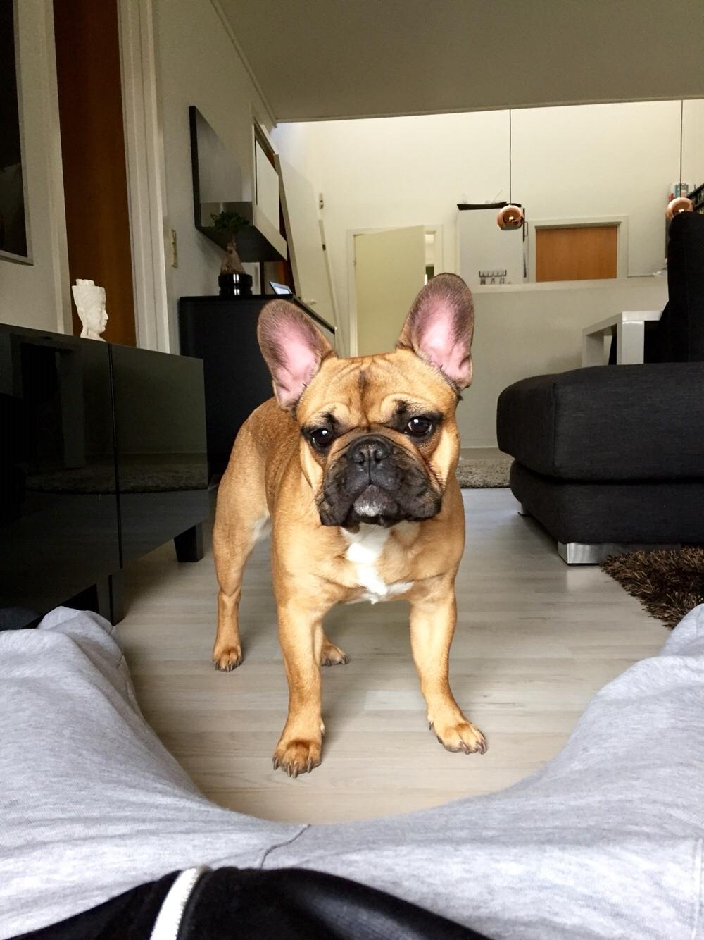 Fransk bulldog Uffe (Helvedeshunden fra Mordor) billede 12