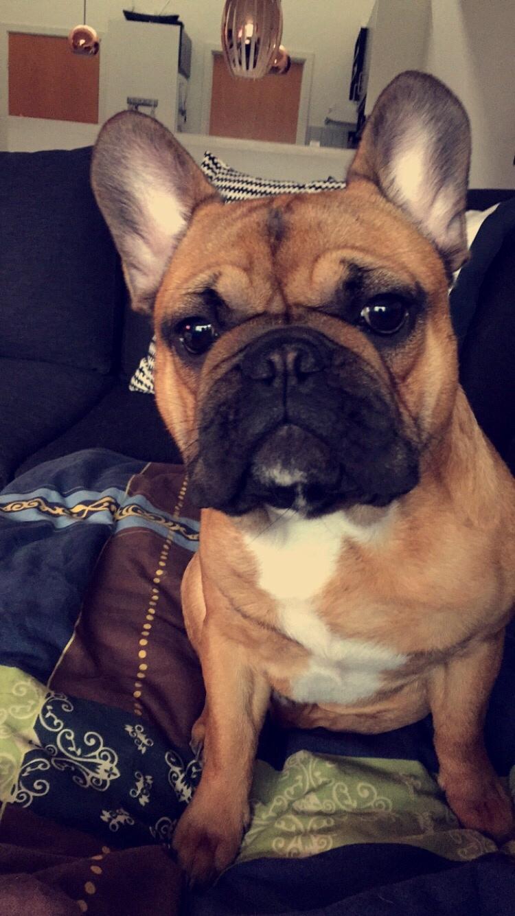 Fransk bulldog Uffe (Helvedeshunden fra Mordor) billede 8