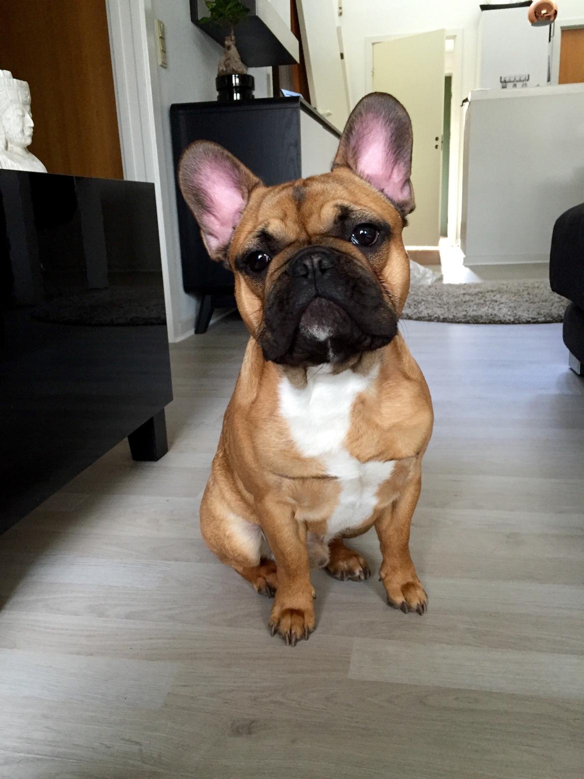 Fransk bulldog Uffe (Helvedeshunden fra Mordor) billede 3
