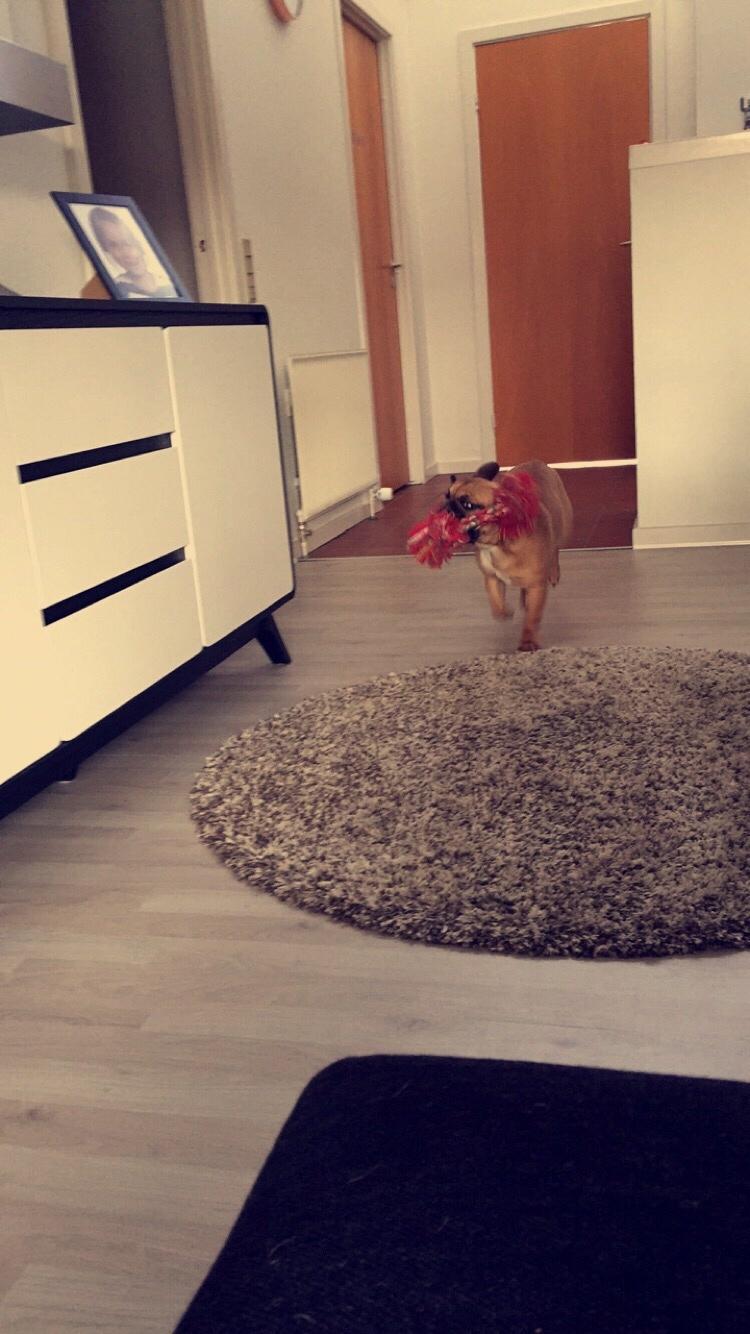 Fransk bulldog Uffe (Helvedeshunden fra Mordor) billede 13