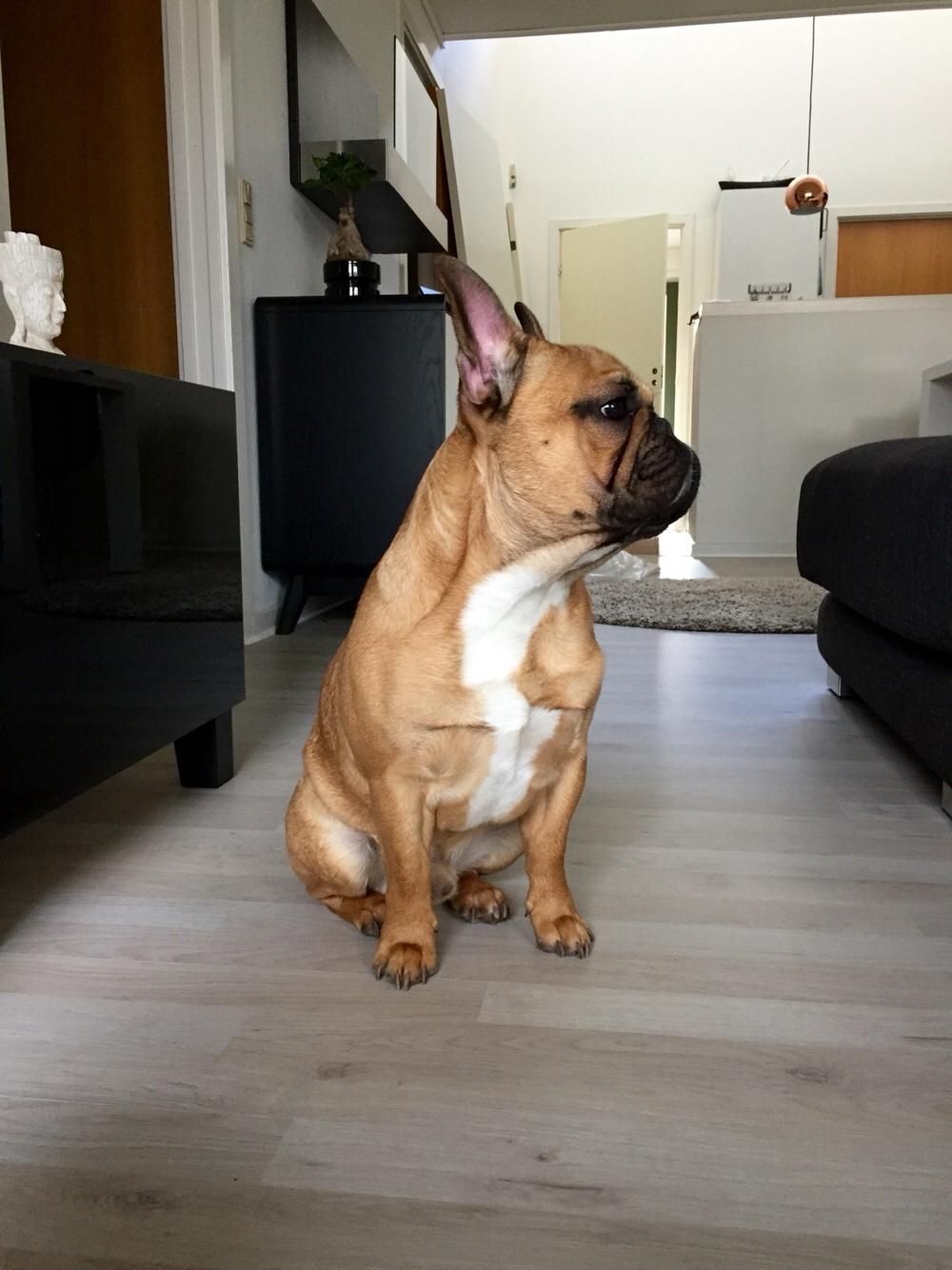 Fransk bulldog Uffe (Helvedeshunden fra Mordor) billede 11