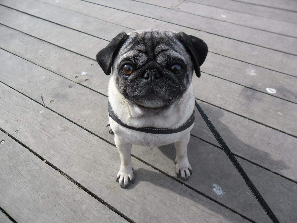 Mops Celina billede 1