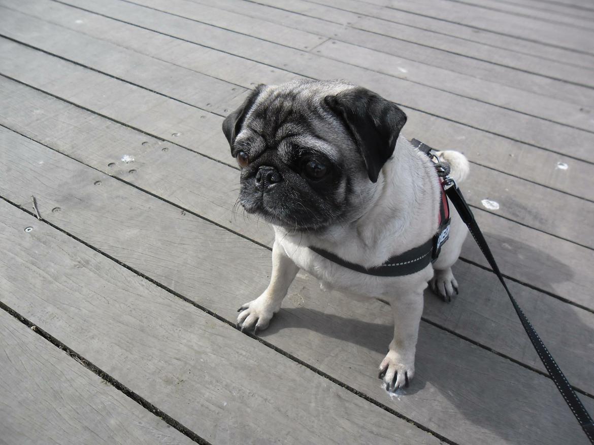 Mops Celina billede 2