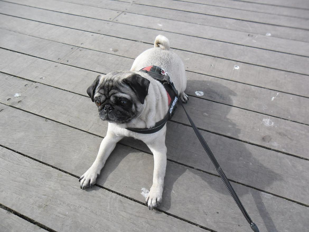 Mops Celina billede 3