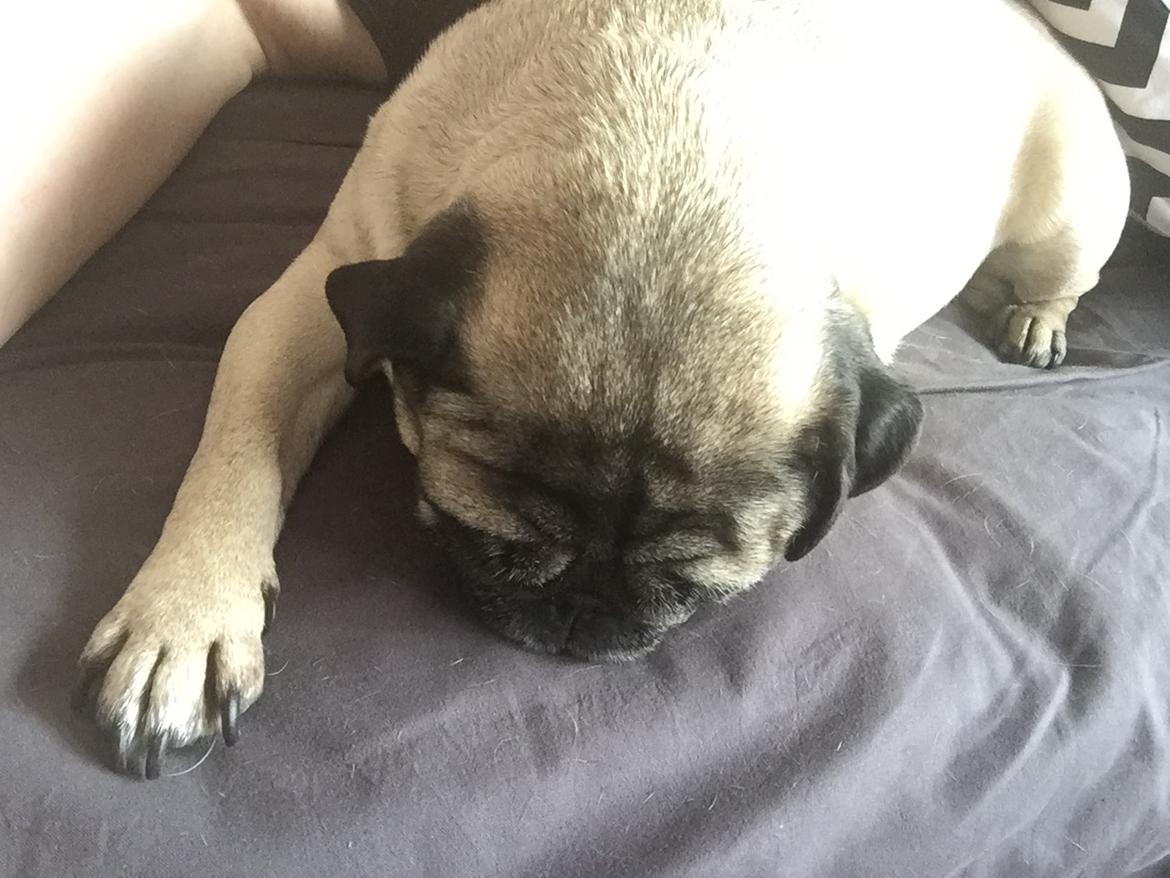 Mops Celina billede 5