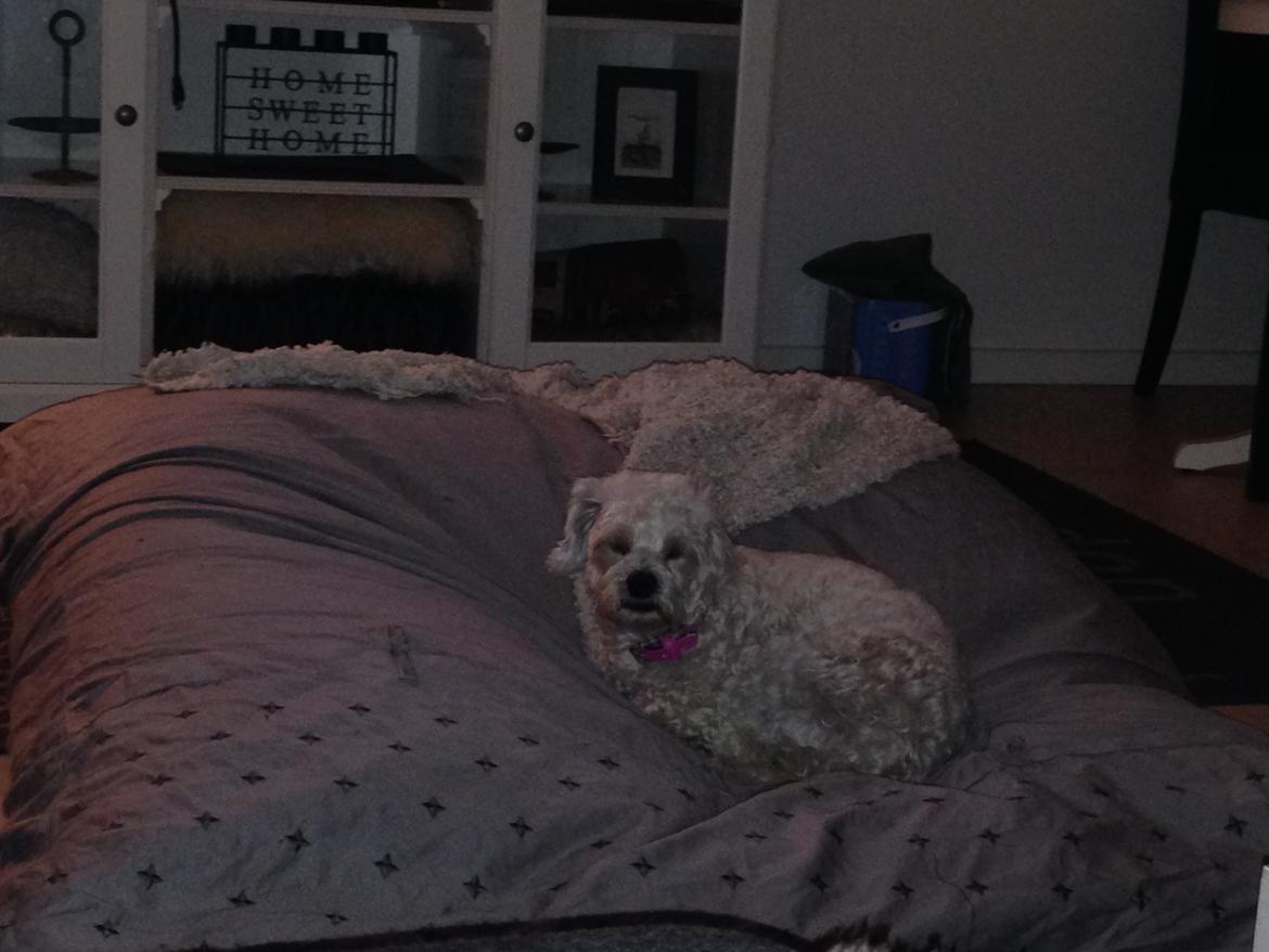 Blanding af racer Kiki  billede 10