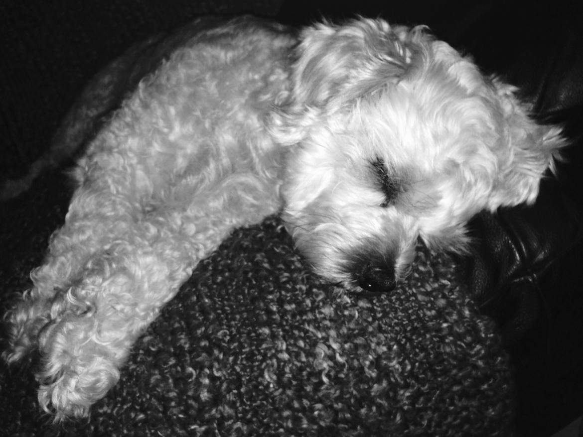 Blanding af racer Kiki  billede 12