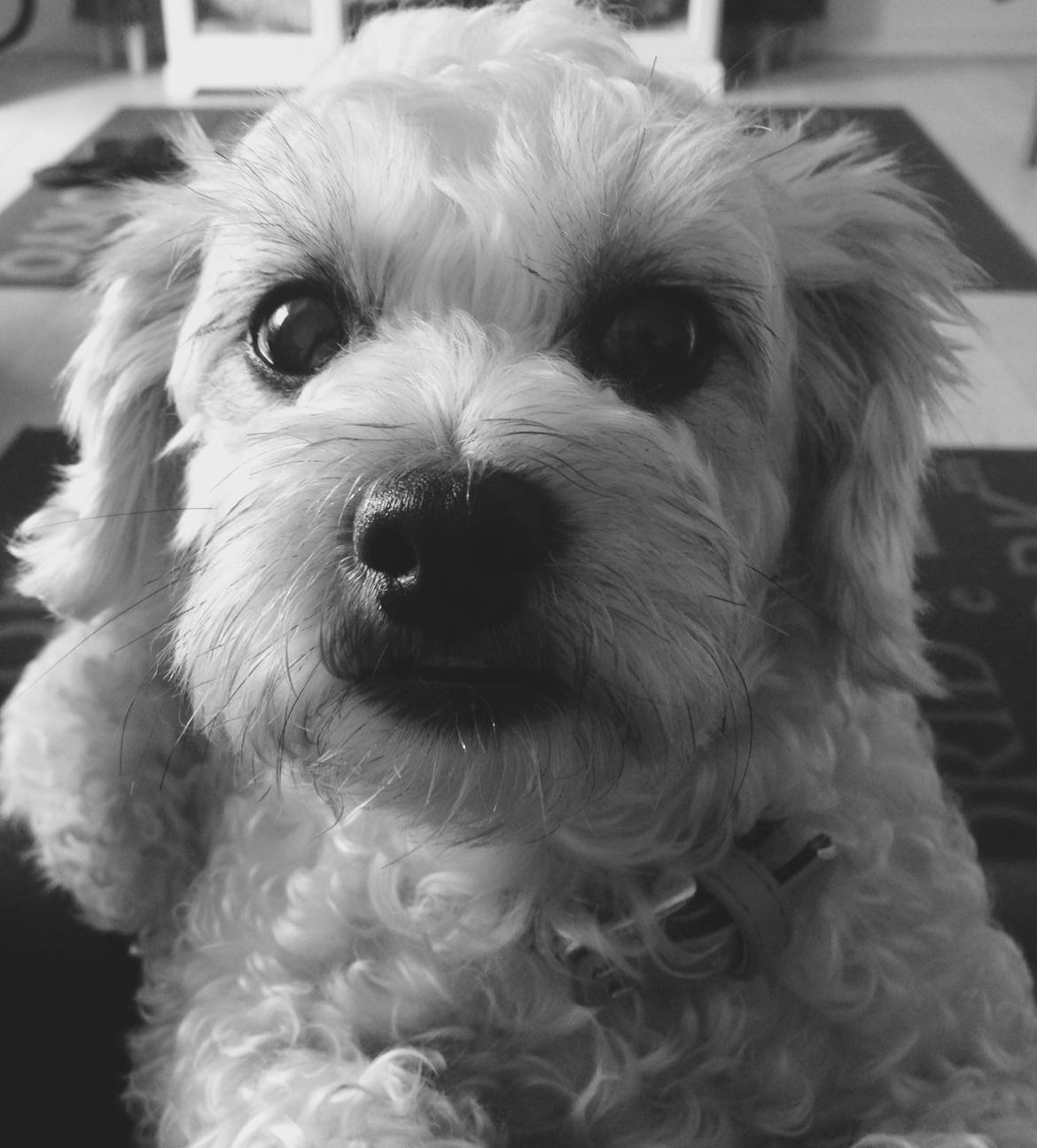 Blanding af racer Kiki  billede 11